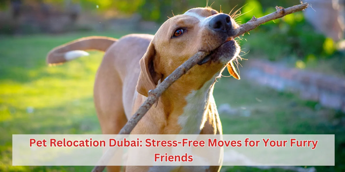 pet relocation dubai